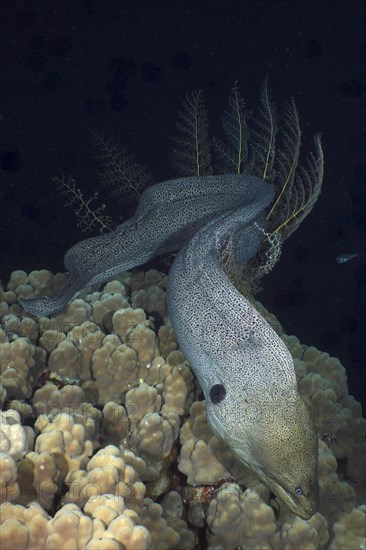 Giant Moray