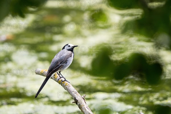 White wagtail