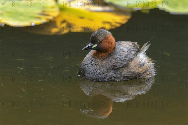 Little Grebe