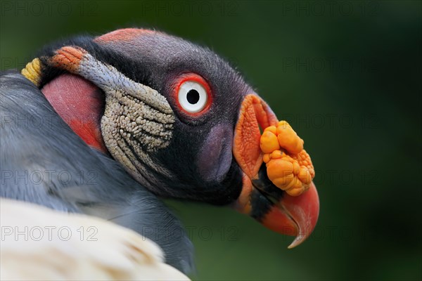 King Vulture