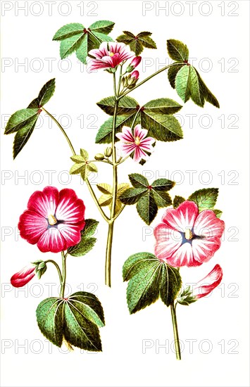 Wild mallow