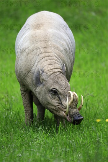 North sulawesi babirusa