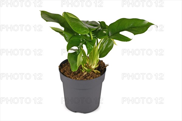 Tropical 'Rhaphidophora Tetrasperma' houseplant with leaves with holes