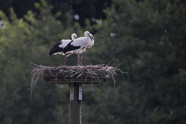 Young white storks