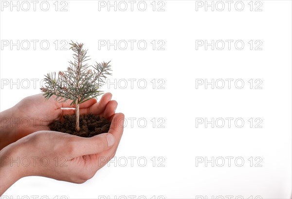 Green tree seedling in handful soil in hand on an isolated background