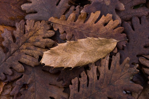 Dry leaf outstanding on other leaves as an autumn background