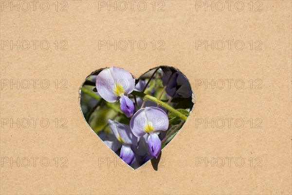 Flowers seen through heart shape cut out of cardboard