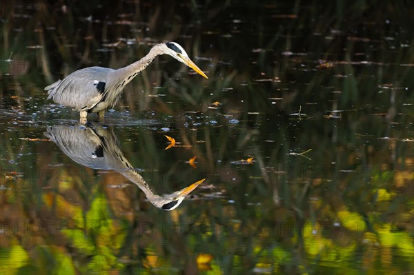 Grey heron