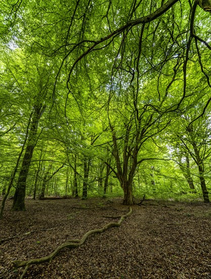 Old beech