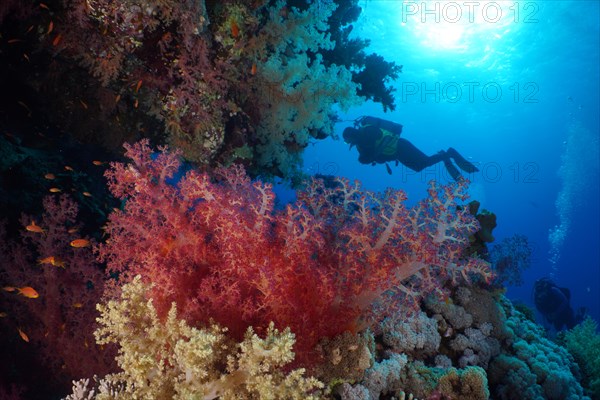 Hemprich's tree coral