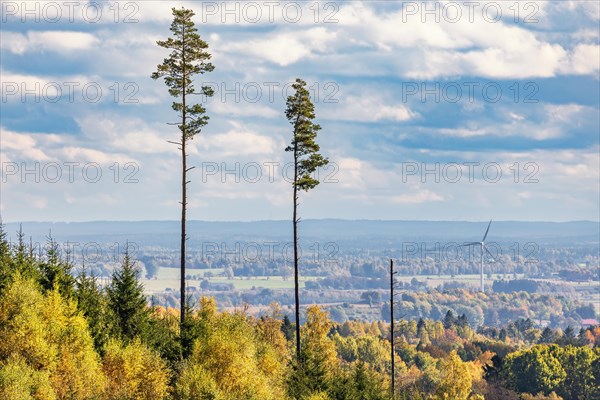 High pine trees in a beautiful forest landscape in autumn