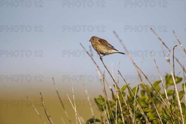 Linnet