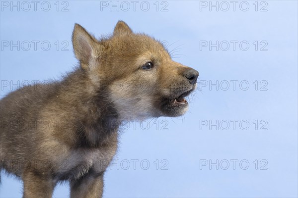 European gray wolf