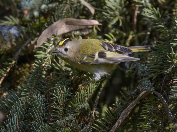 Winter Goldcrest