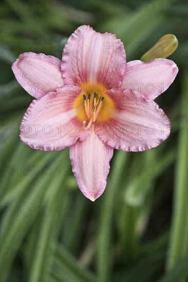 Daylily