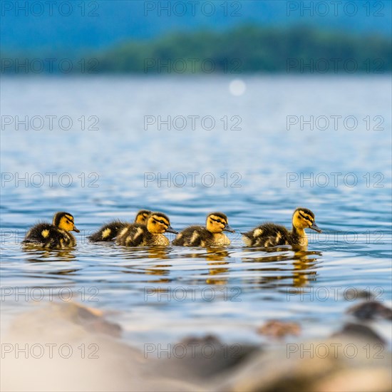 Nestlings of Mallard Duck