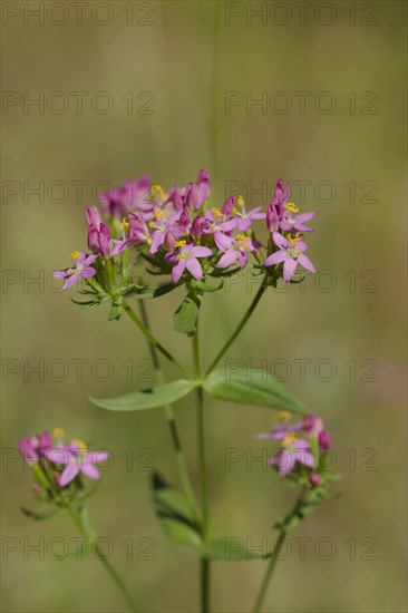 Centaurium erythraea