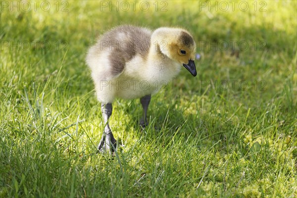 Canada goose