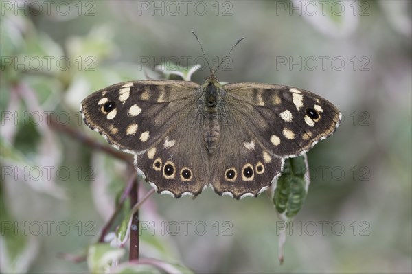 Speckled wood