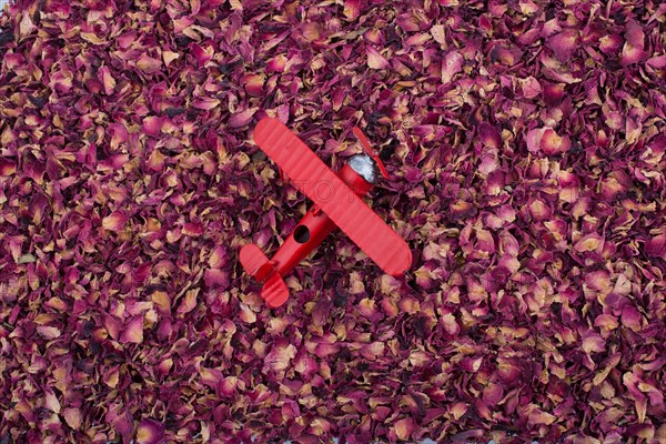 Toy airplane placed on a background of dried rose petals