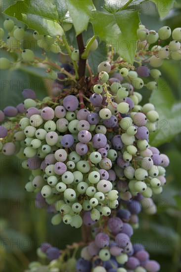 Mahonia