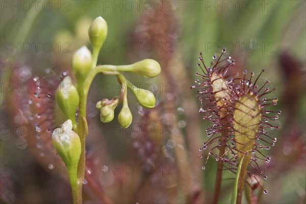 Oblong-leaved sundew