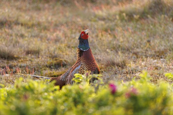 Pheasant