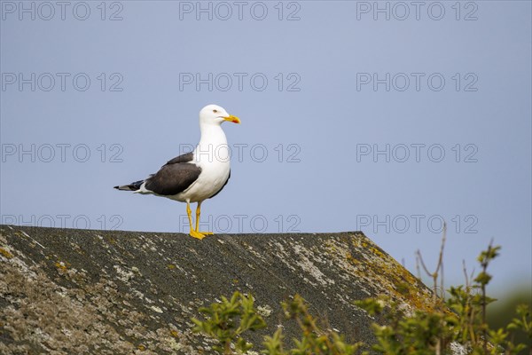 Great black-backed gull