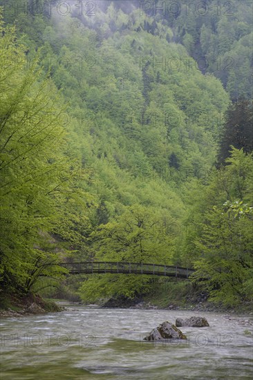 Beech trail across the mountain stream in the UNESCO World Heritage Beech Forest in the Limestone Alps National Park