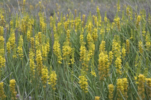 Bog asphodel