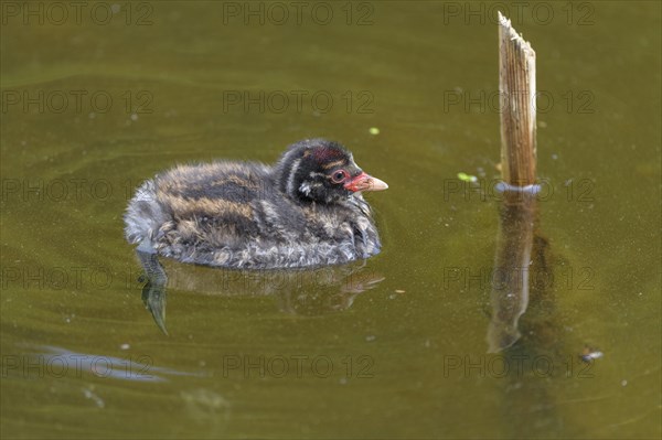 Little Grebe