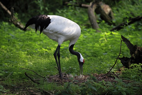 Red-crowned crane