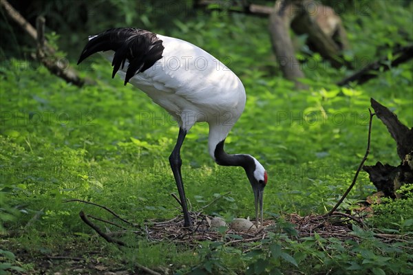 Red-crowned crane