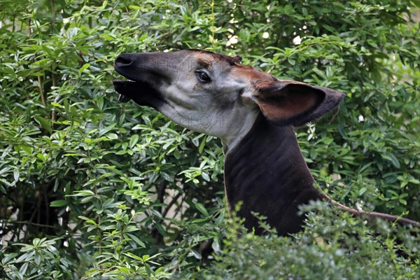 Okapi