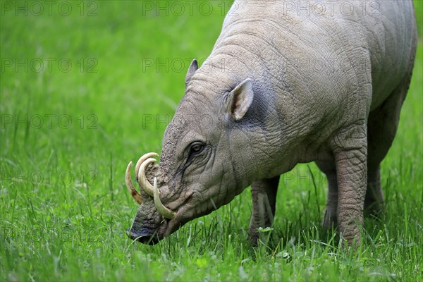 North sulawesi babirusa