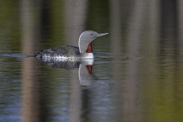 Red-throated diver