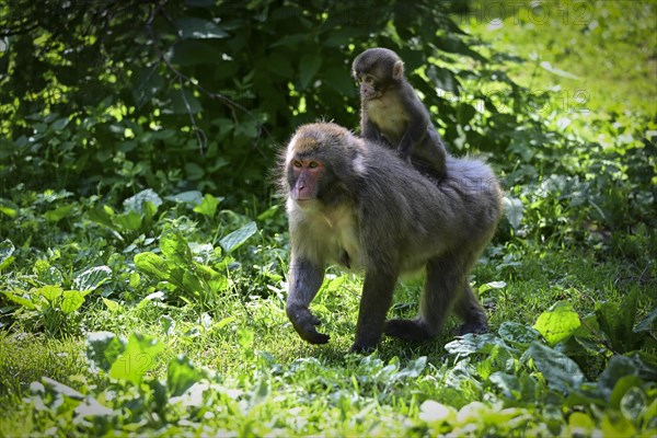 Japanese macaque