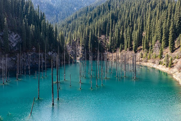 Aerial of the Kaindy lake with its dead trees