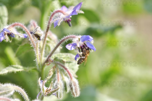 Borage