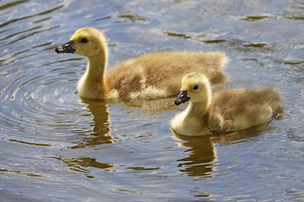 Canada geese