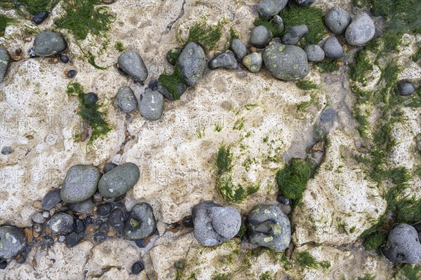 Round cut flints and limestones