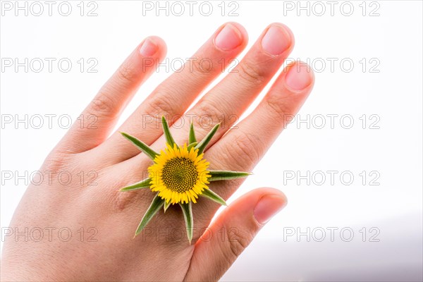 Hand holding yellow sunflower on a white background