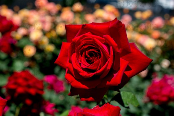 Beautiful colorful Rose Flower on garden background