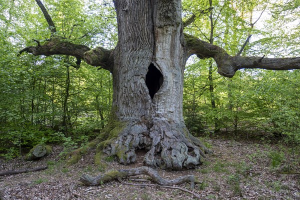 Chimney oak tree