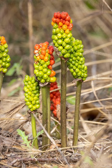 Plant Arum with green and red berries