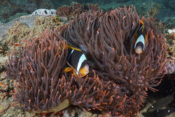 Allard's clownfish