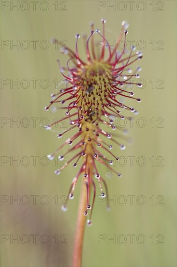 Oblong-leaved sundew