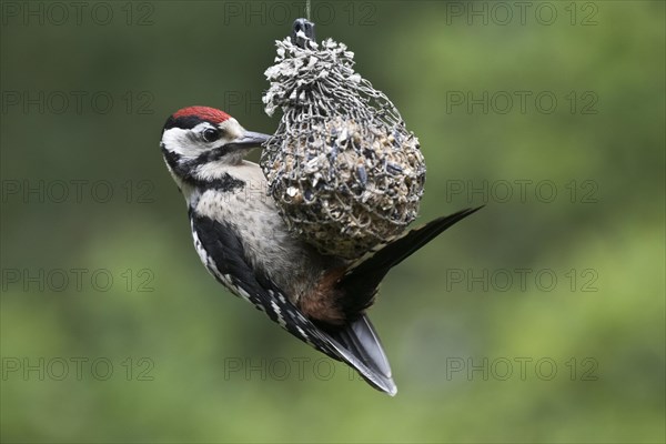 Middle Spotted Woodpecker