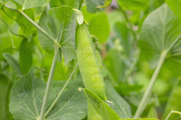 Peas