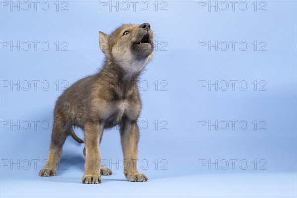 European gray wolf